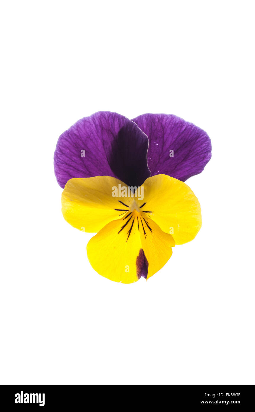 Viola fleur jaune Sorbet Jump Up Banque D'Images