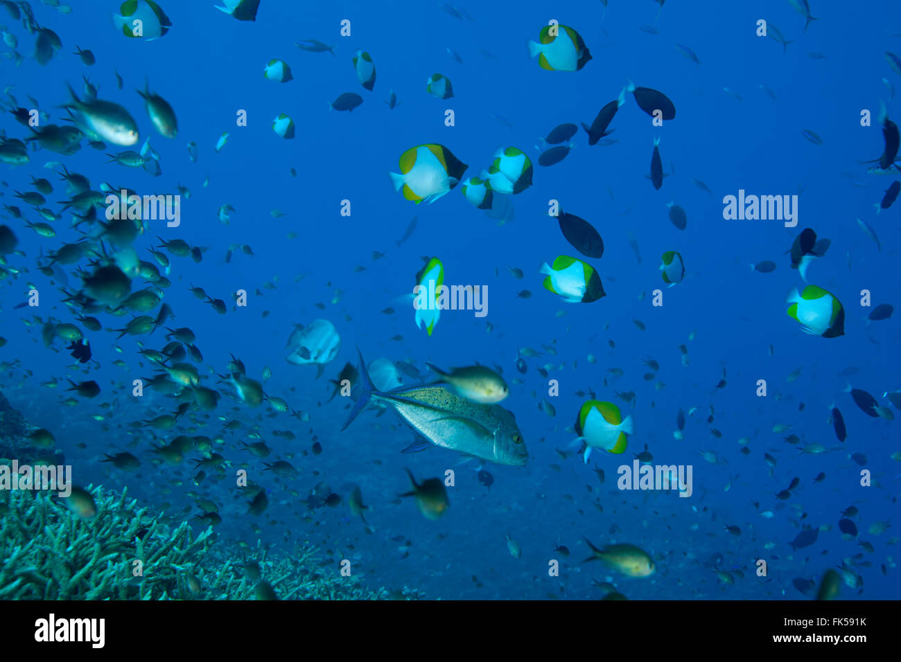 Les écoles de pyramide médiocre (Hemitaurichthys polylepis) avec demoiselle, chirurgien et un thon carangue Banque D'Images