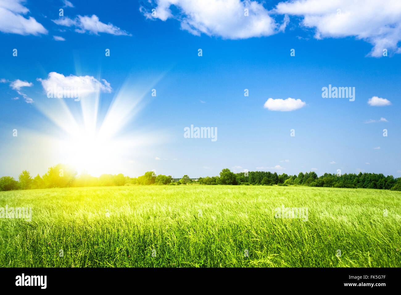 Coucher de soleil sur champ vert agricole Banque D'Images