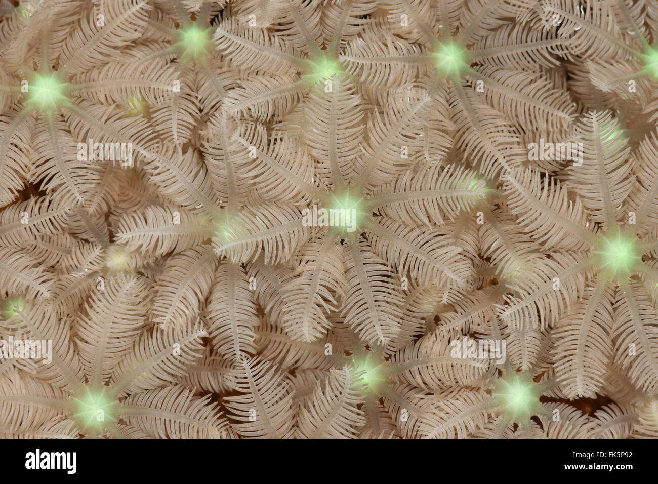 Fougère arborescente avec polypes de corail prolongé(Clavularia sp.) Banque D'Images