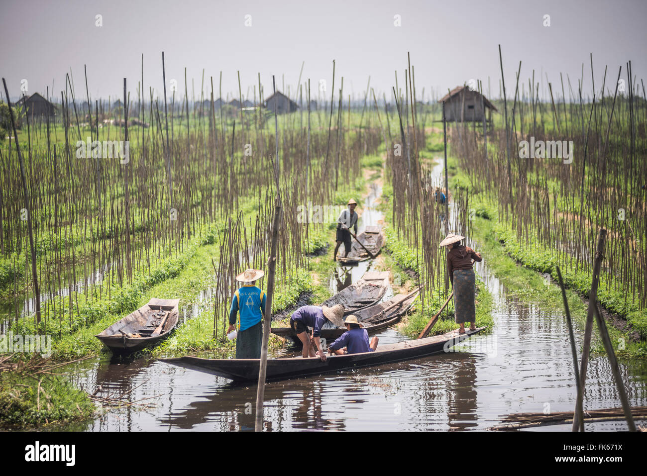 Les jardins flottants, au Lac Inle, l'État de Shan, Myanmar (Birmanie), l'Asie Banque D'Images
