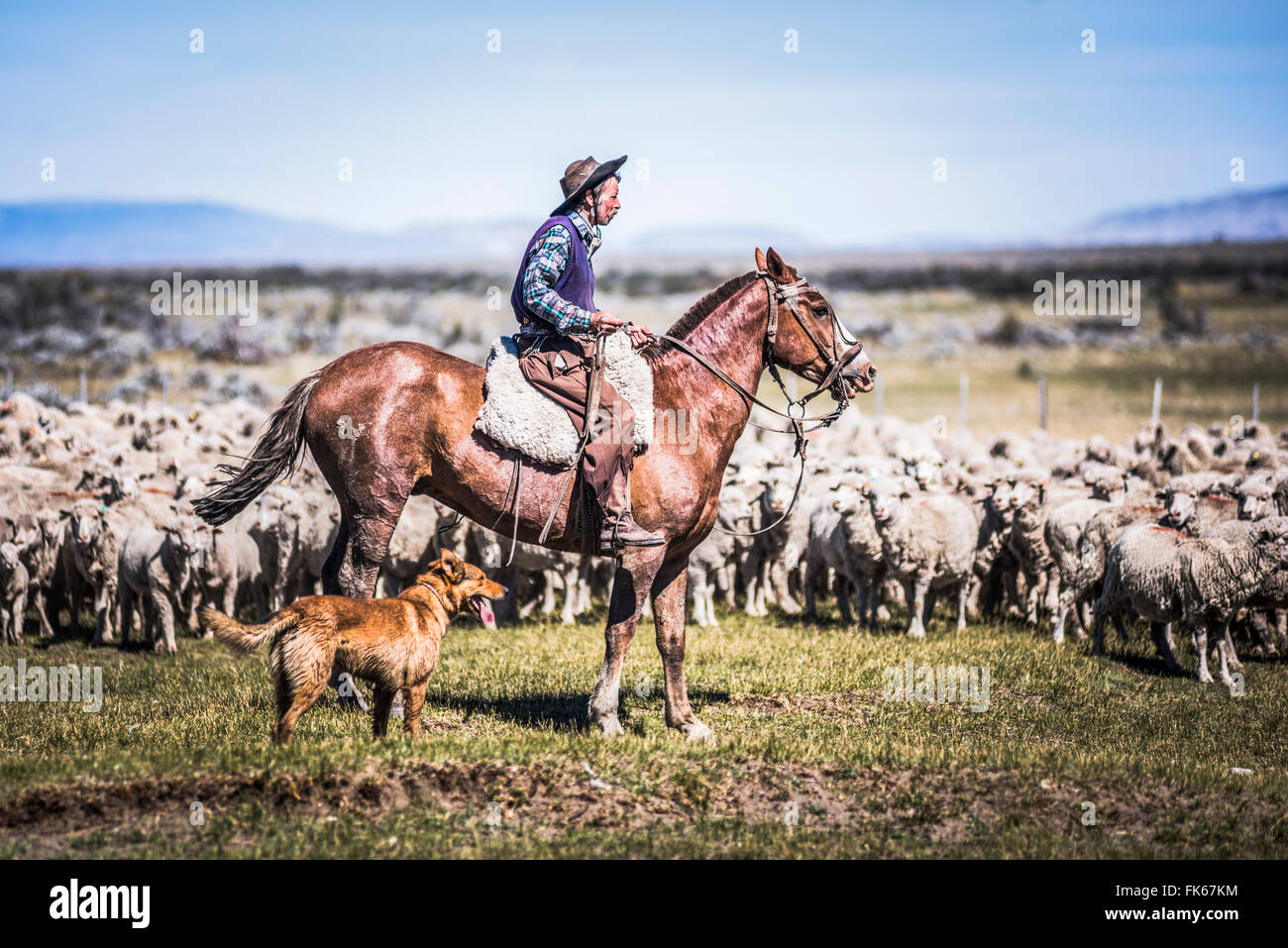 Gauchos de l'équitation à rassembler les moutons, El Chalten, Patagonie, Argentine, Amérique du Sud Banque D'Images