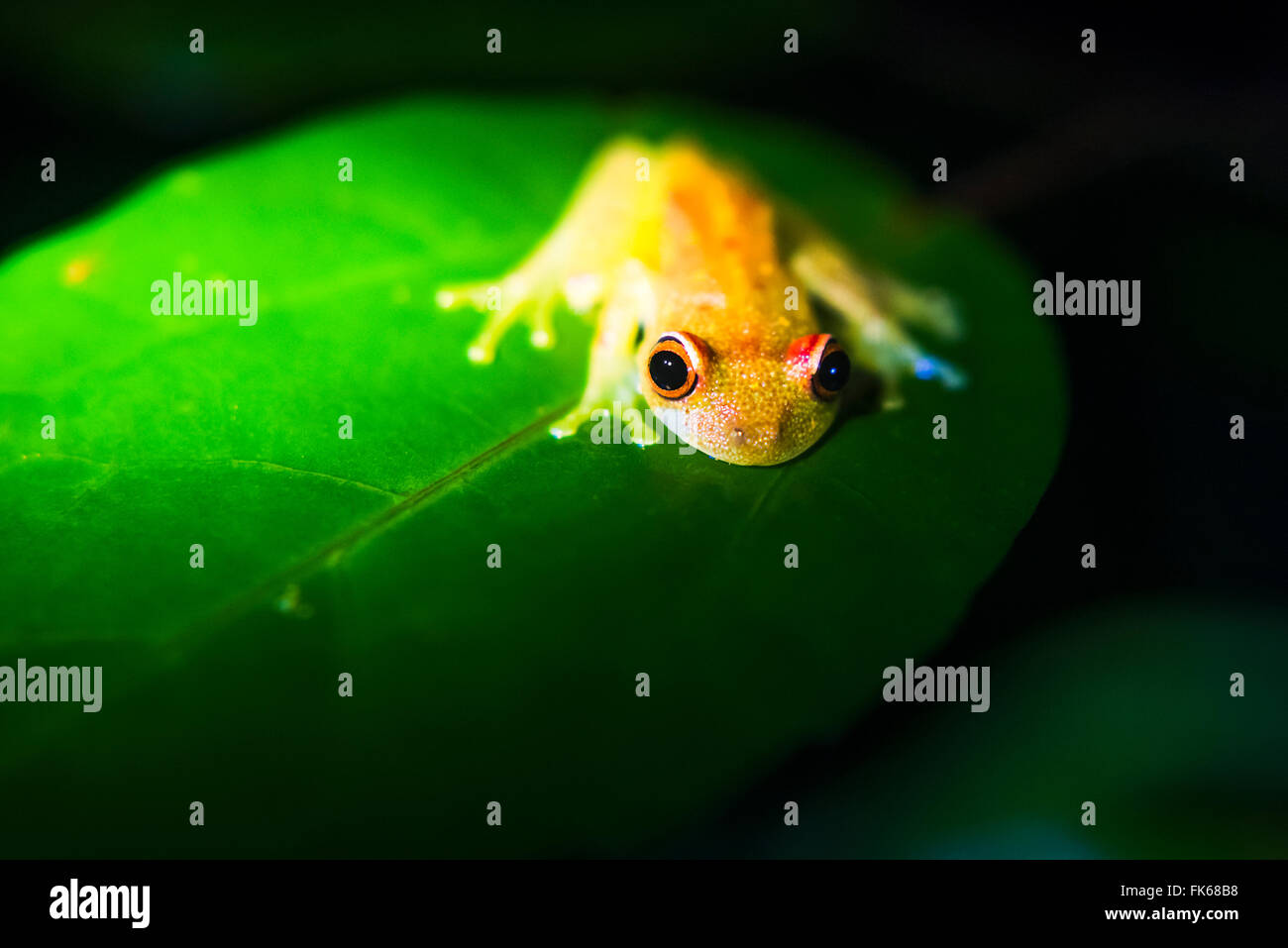 Grenouille dans la forêt amazonienne la nuit, Coca, Equateur, Amérique du Sud Banque D'Images