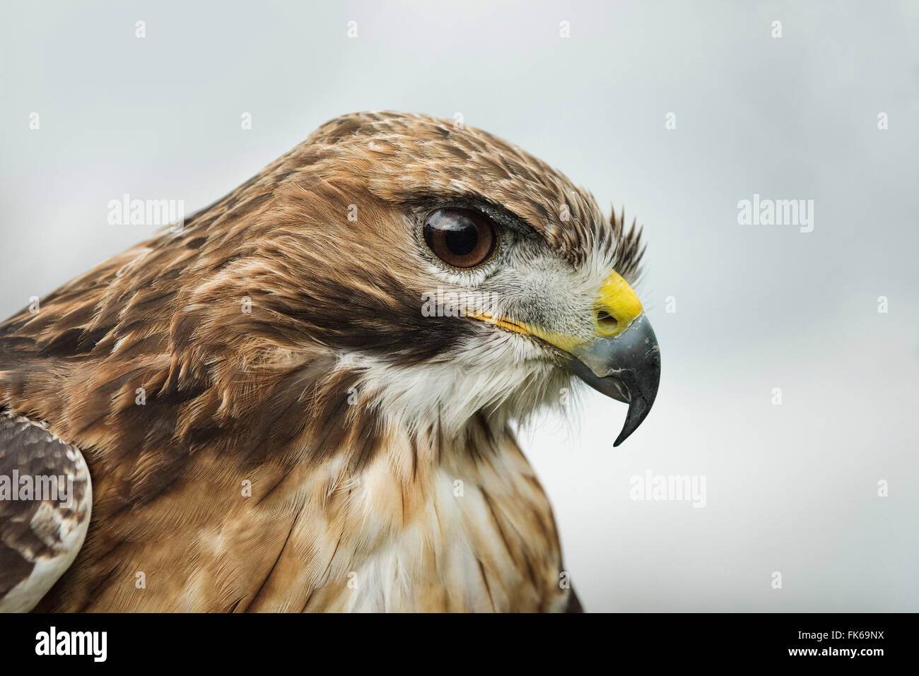 Buse à queue rouge, un Américain raptor, oiseau de proie, Royaume-Uni, Europe Banque D'Images