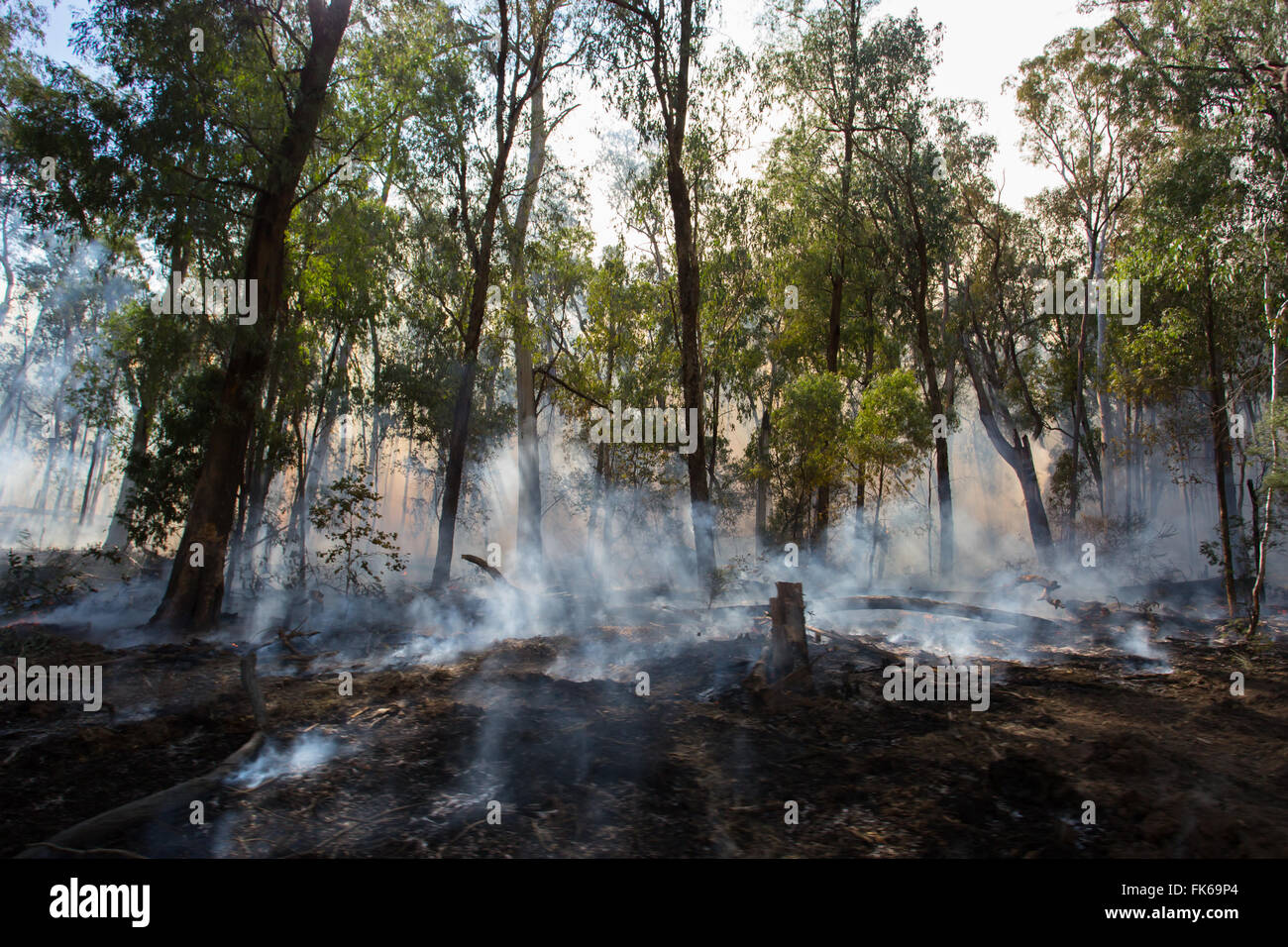 Brûler un feu contrôlé se produit près de Whitfield dans la King Valley, Victoria, Australie Banque D'Images