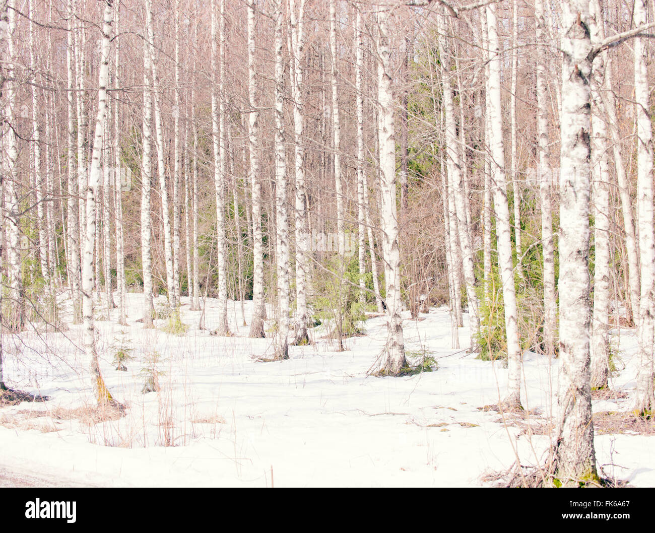 Silver Birch trees in winter, Norway, Scandinavia, Europe Banque D'Images