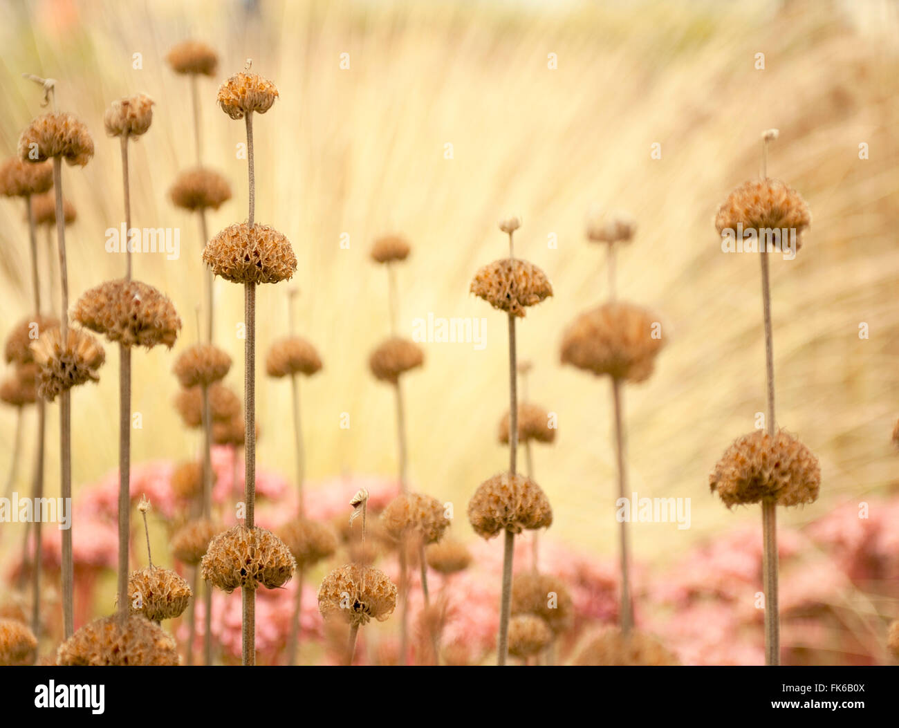 Têtes de graine de phlomis, Royaume-Uni, Europe Banque D'Images