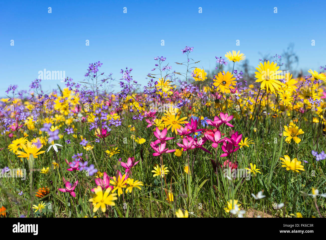 Fleurs sauvages, Papkuilsfontein ferme, Nieuwoudtville, Northern Cape, Afrique du Sud, l'Afrique Banque D'Images