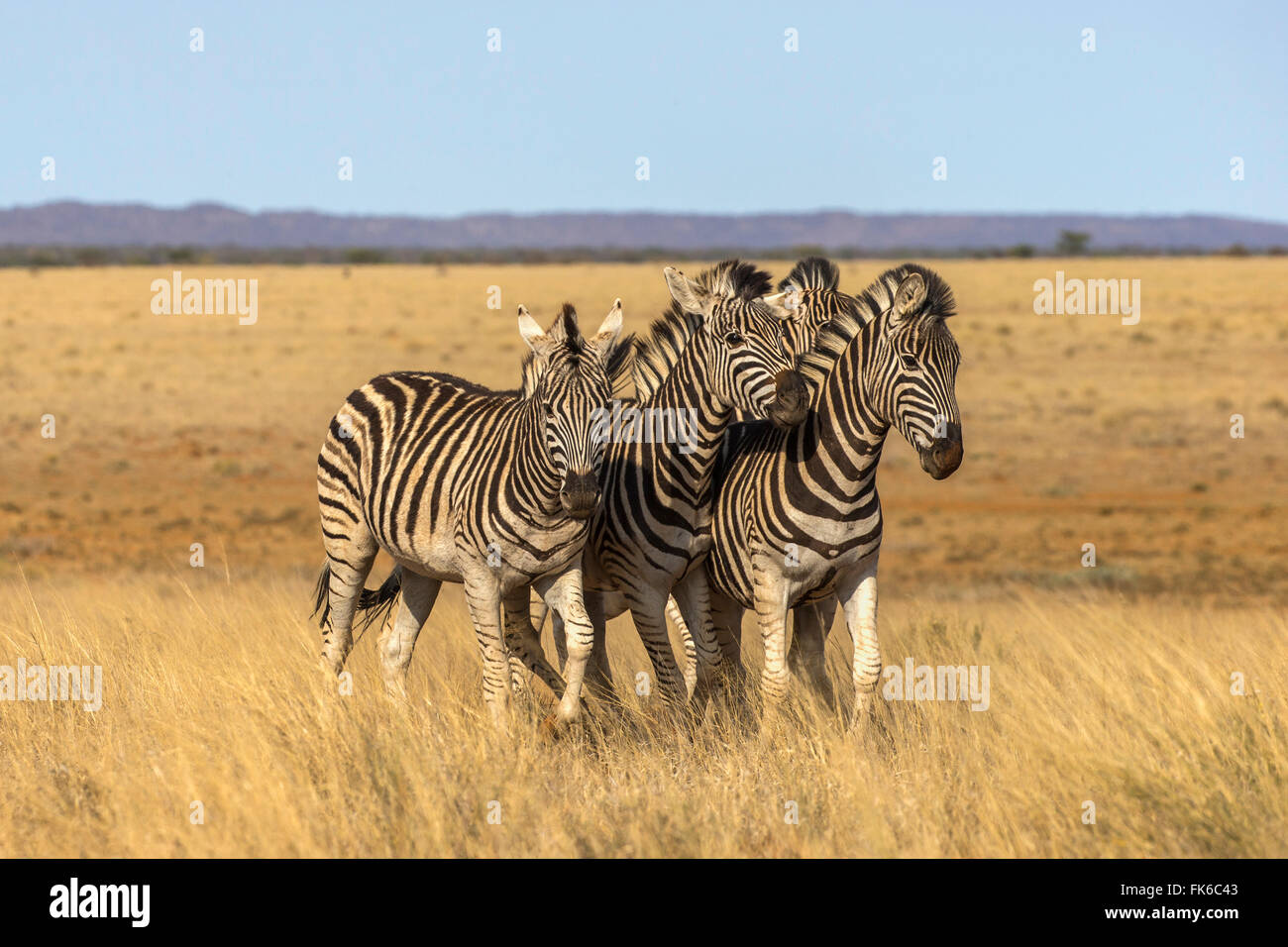 Zèbre (Equus quagga) douleurs burchelli), Mokala National Park, Afrique du Sud, l'Afrique Banque D'Images