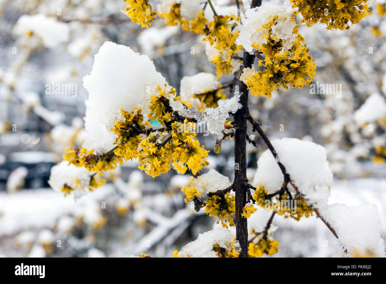 Floraison de printemps Cornus (cornus mas) sous la neige. Banque D'Images