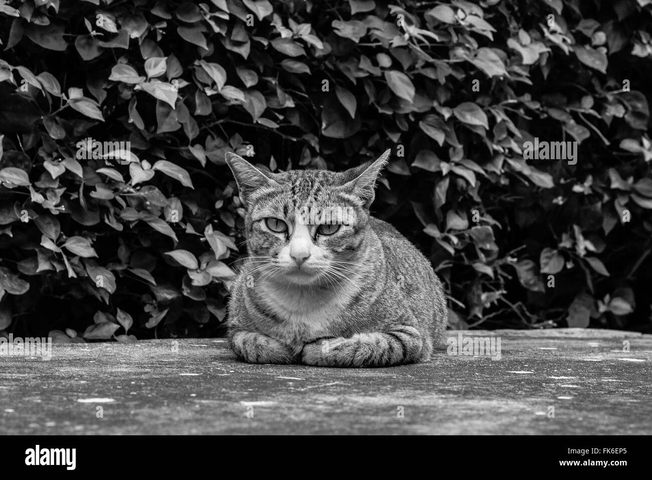 Chat assis accroupi sur le sol en béton. Banque D'Images