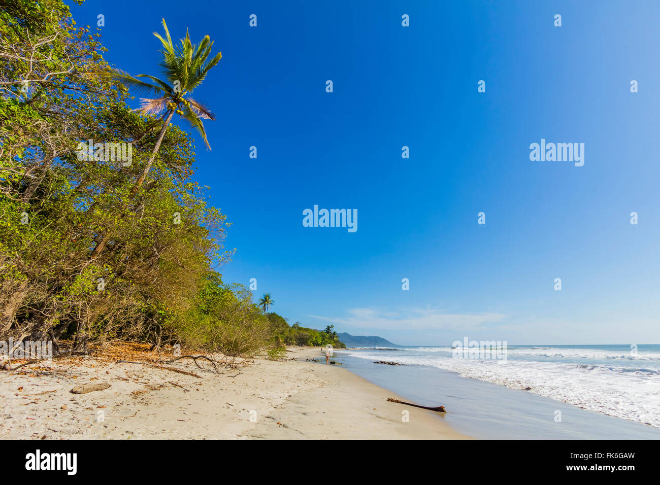 De grands palmiers et de jungle derrière la plage au sud de la Péninsule de Nicoya Surf resort, Santa Teresa, Puntarenas, Costa Rica Banque D'Images