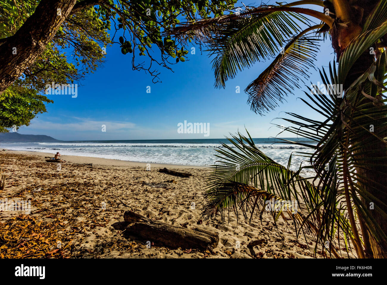 Palmier au cette belle plage de surf à la pointe sud de la Péninsule de Nicoya, Santa Teresa, Puntarenas, Costa Rica Banque D'Images