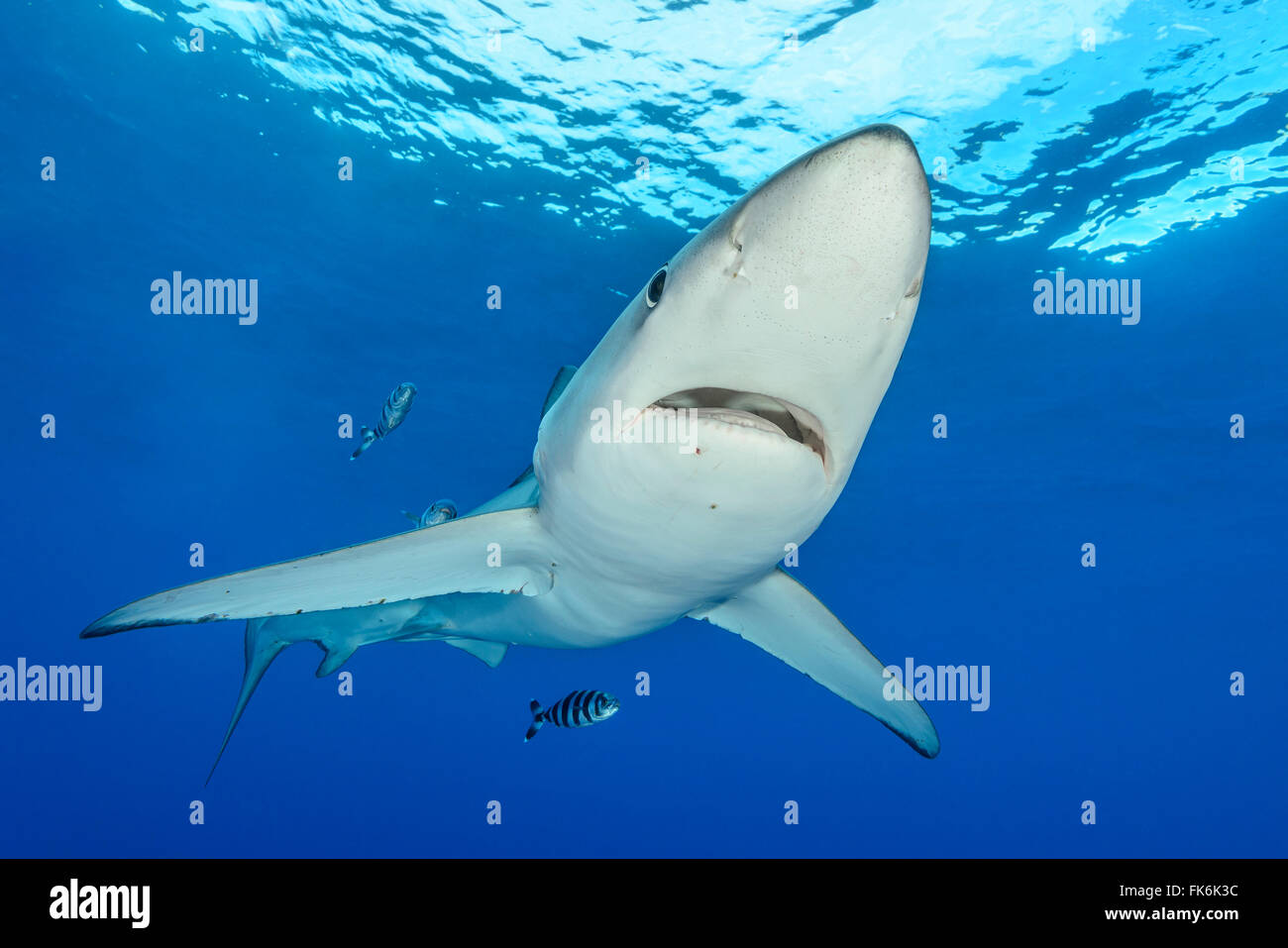 Le requin bleu et le poisson-pilote, Prionace glauca et Naucrates ductor, Açores, Portugal, Océan Atlantique Banque D'Images