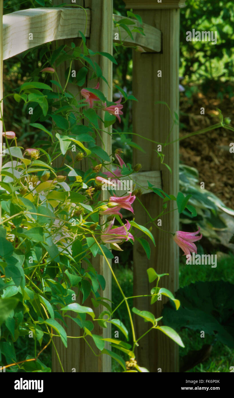 Clematis texensis duchesse d'ALBANY Photo Stock - Alamy