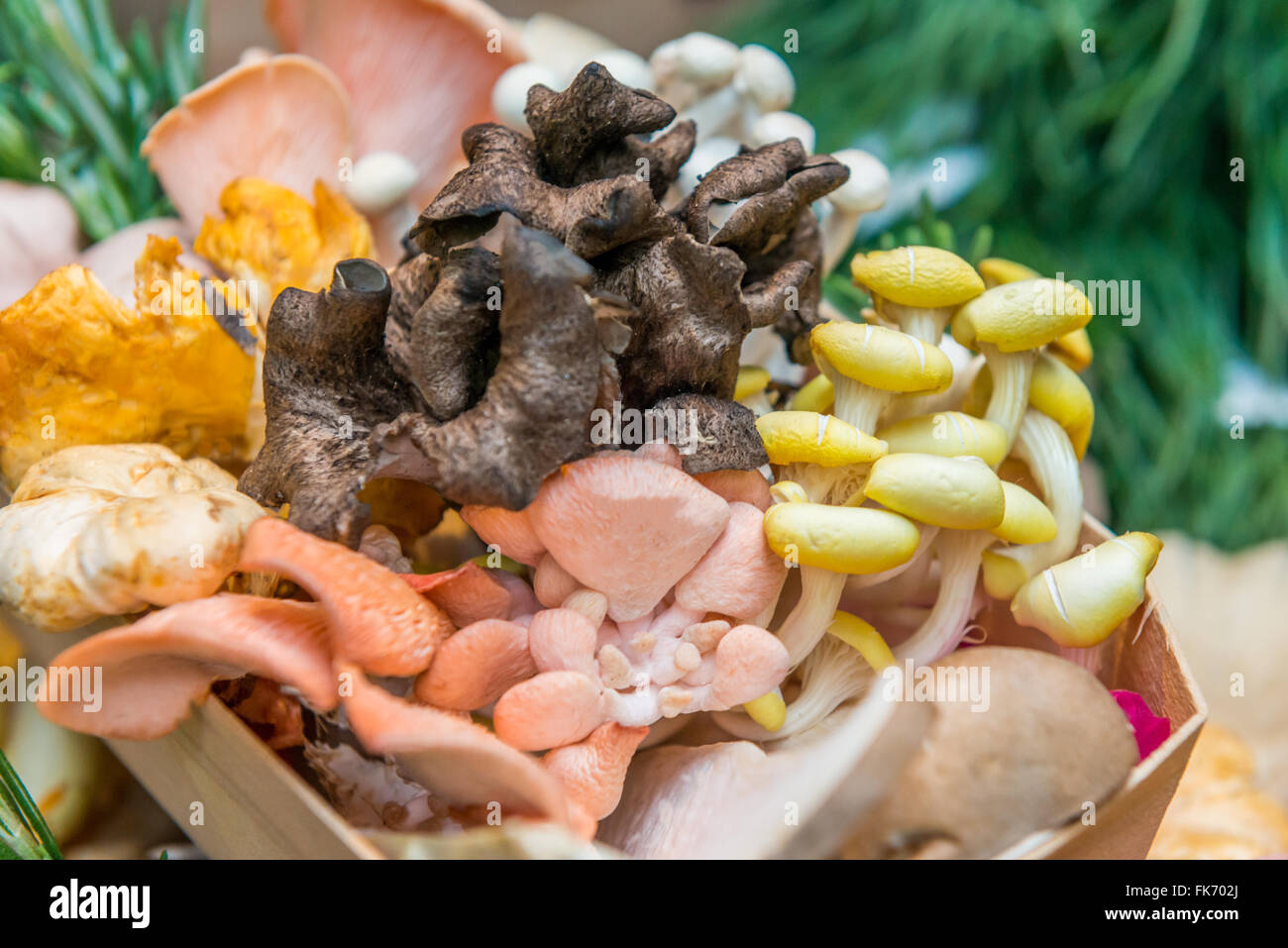 Fort de divers champignons mixtes fraîchement récolté dans une boîte en bois Banque D'Images