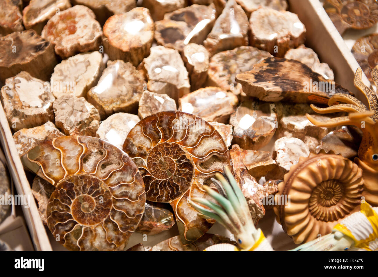 Collection de fossiles de coquillages précieux minéral Expo 2016 à Varsovie, 5e édition, mars VI événement dans le Palais de la Culture et des sciences Banque D'Images