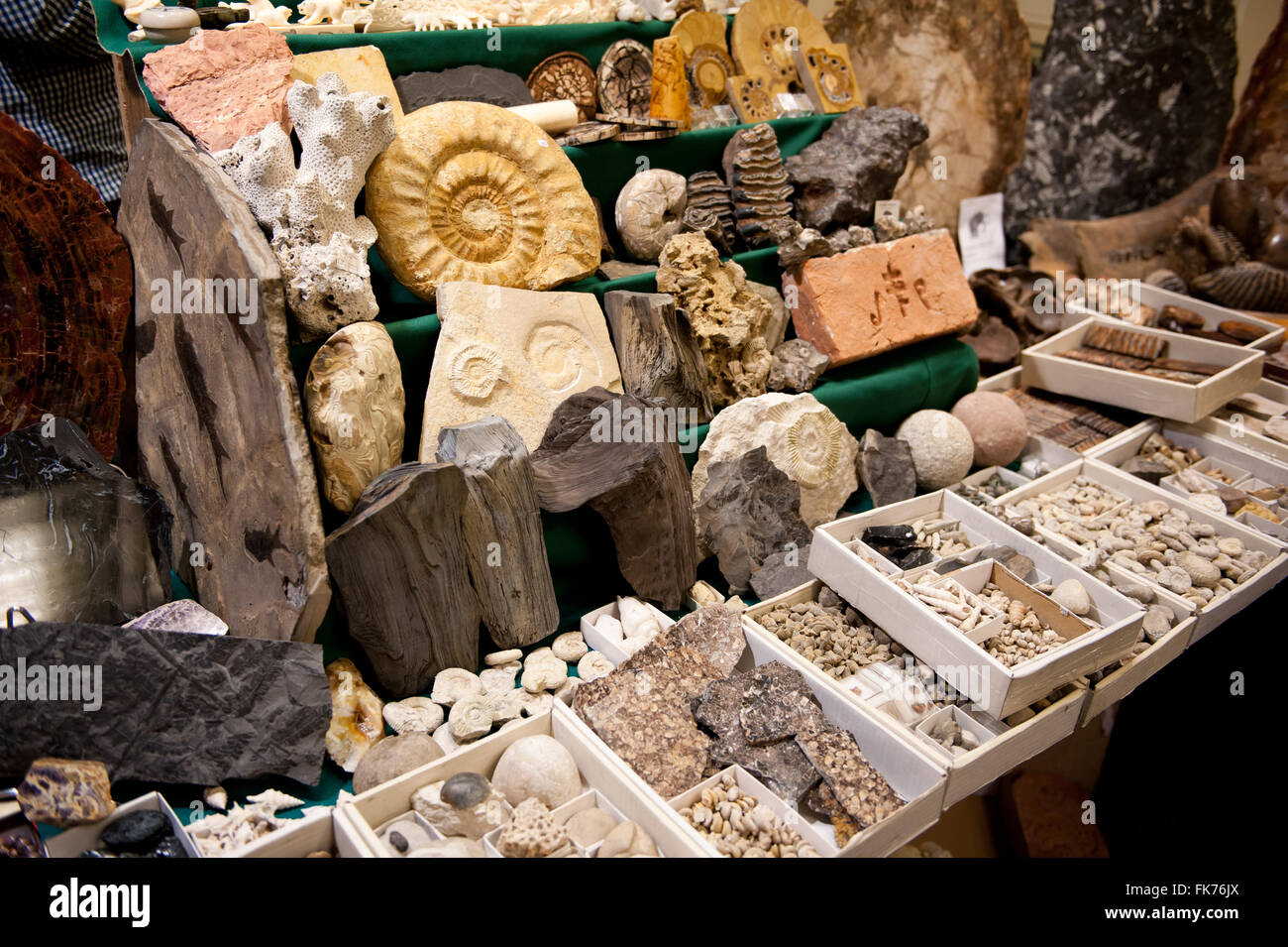 Divers coquillages fossiles minéraux Expo vitrine à Varsovie, 5 mars 2016, VI edition événement dans le Palais de la Culture et des sciences Banque D'Images