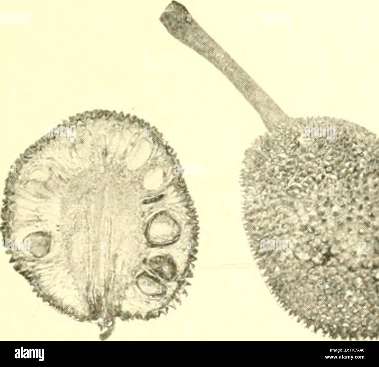 "Éléments d'agriculture Philippine' (1908) Banque D'Images