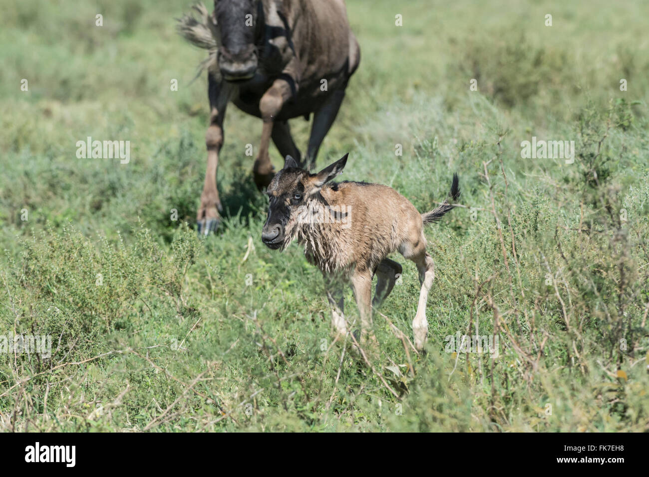 Chat ou gnu gnou commun (Connochaetes taurinus). Mère et son petit peu après la naissance Banque D'Images