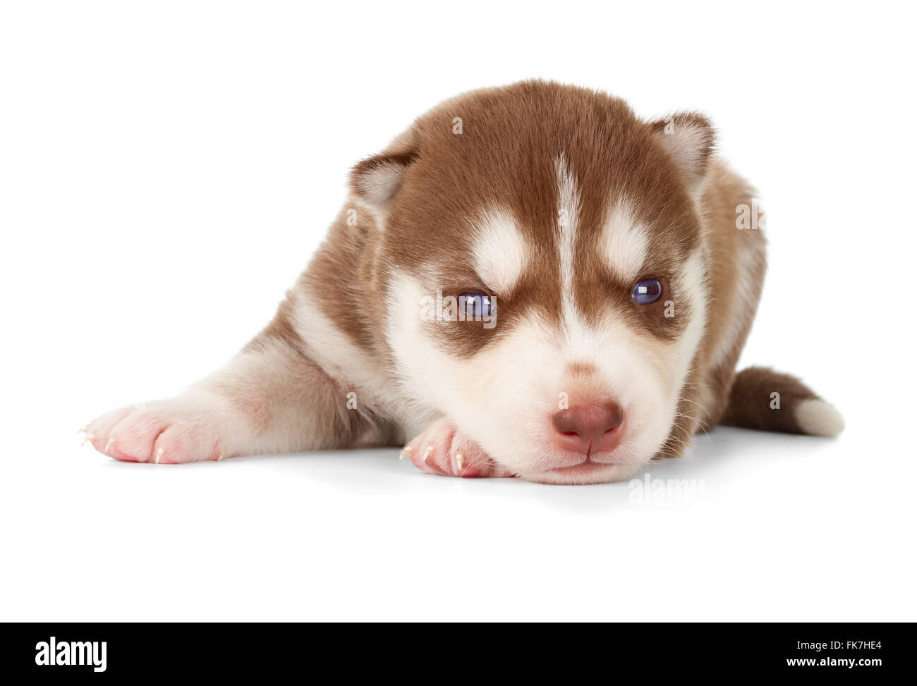 Chiot Husky Sibérien fatigué. Vue avant, isolé sur blanc. Banque D'Images