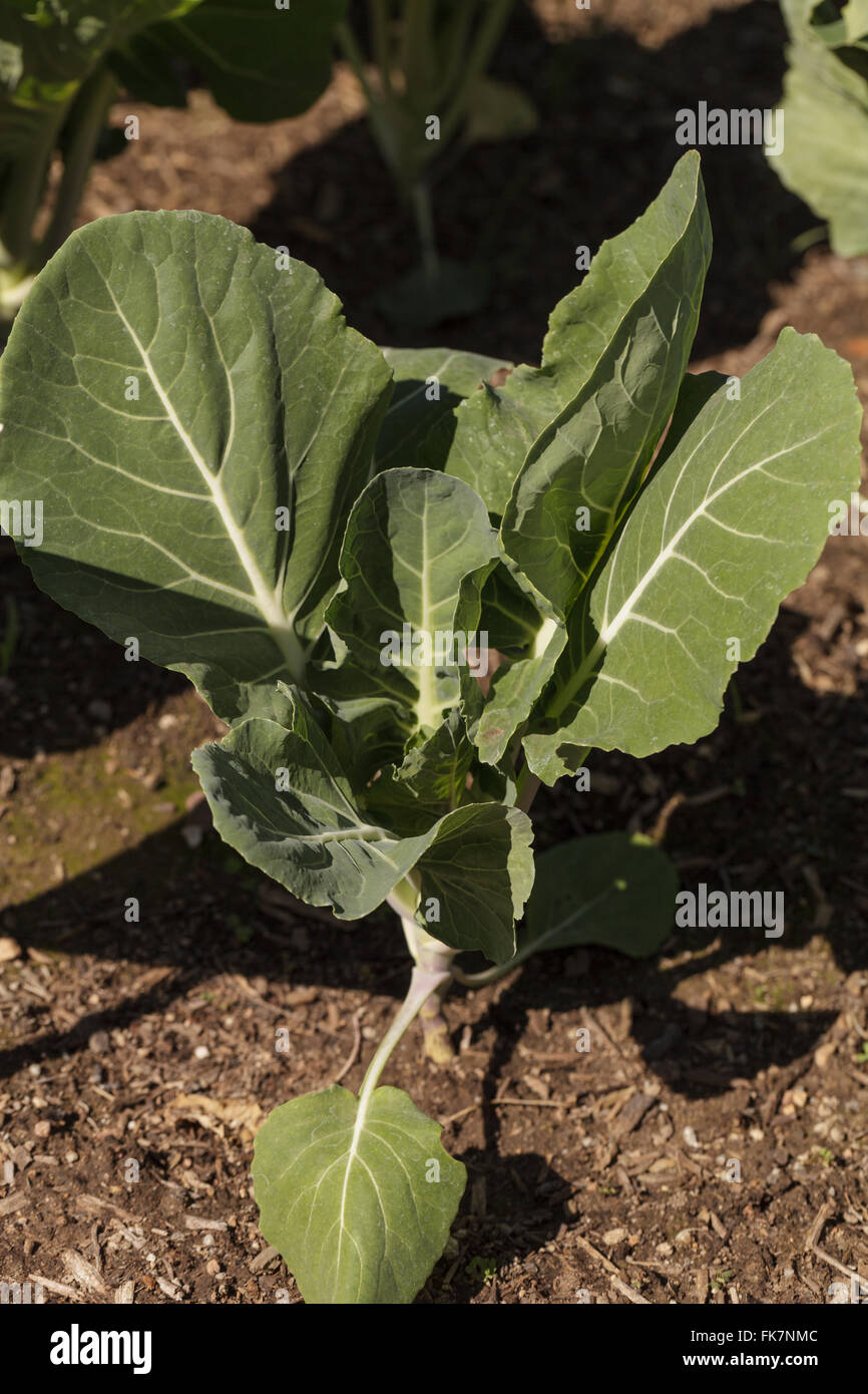 Beira, chou frisé Brassica oleracea, pousse dans un potager bio dans une ferme à Los Angeles, Californie, États-Unis. Banque D'Images