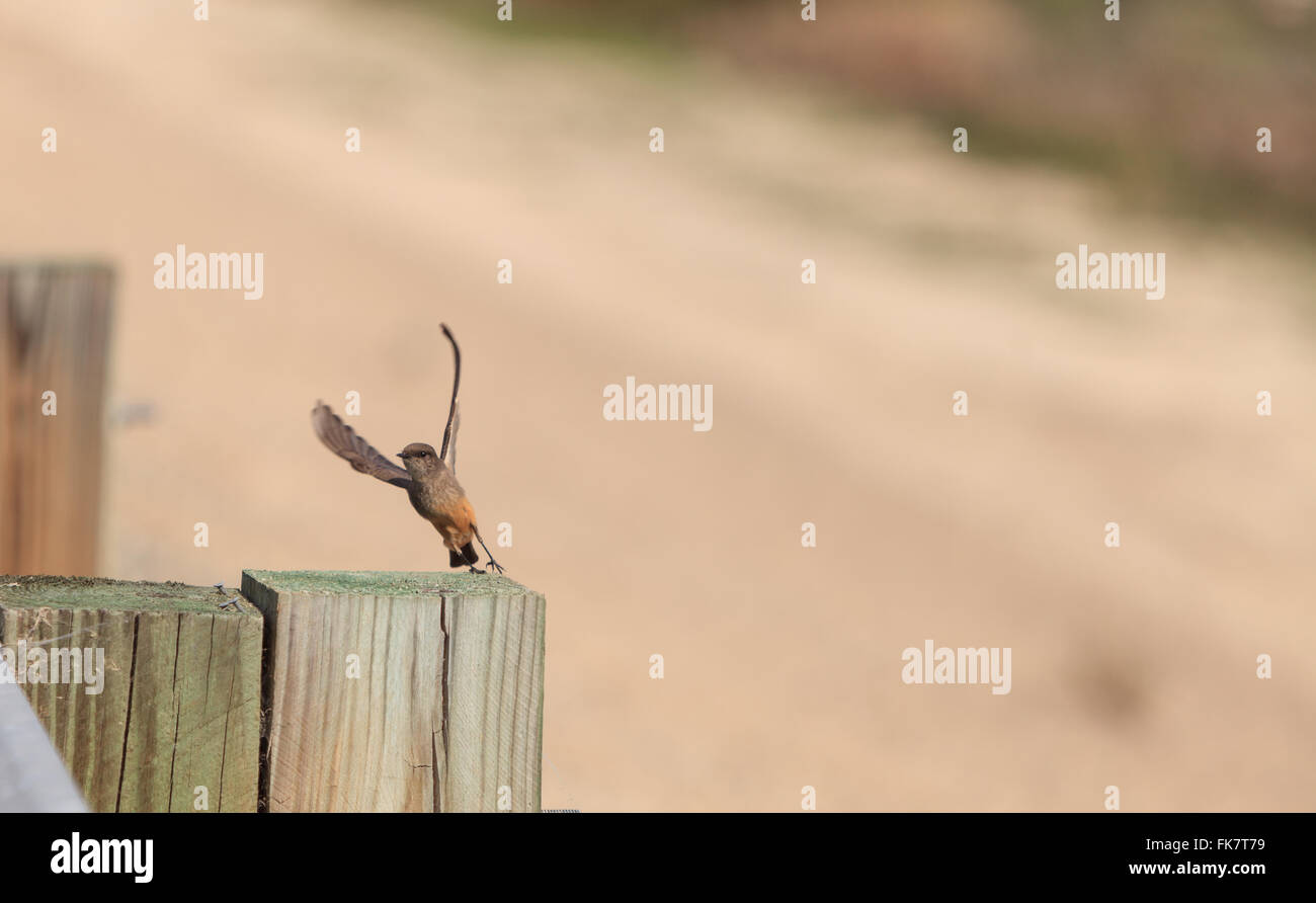 L'hirondelle bicolore gris oiseau, Tachycineta bicolor, est assis sur un poste à la San Joaquin Wildlife Sanctuary, le sud de la Californie, États-Unis Banque D'Images