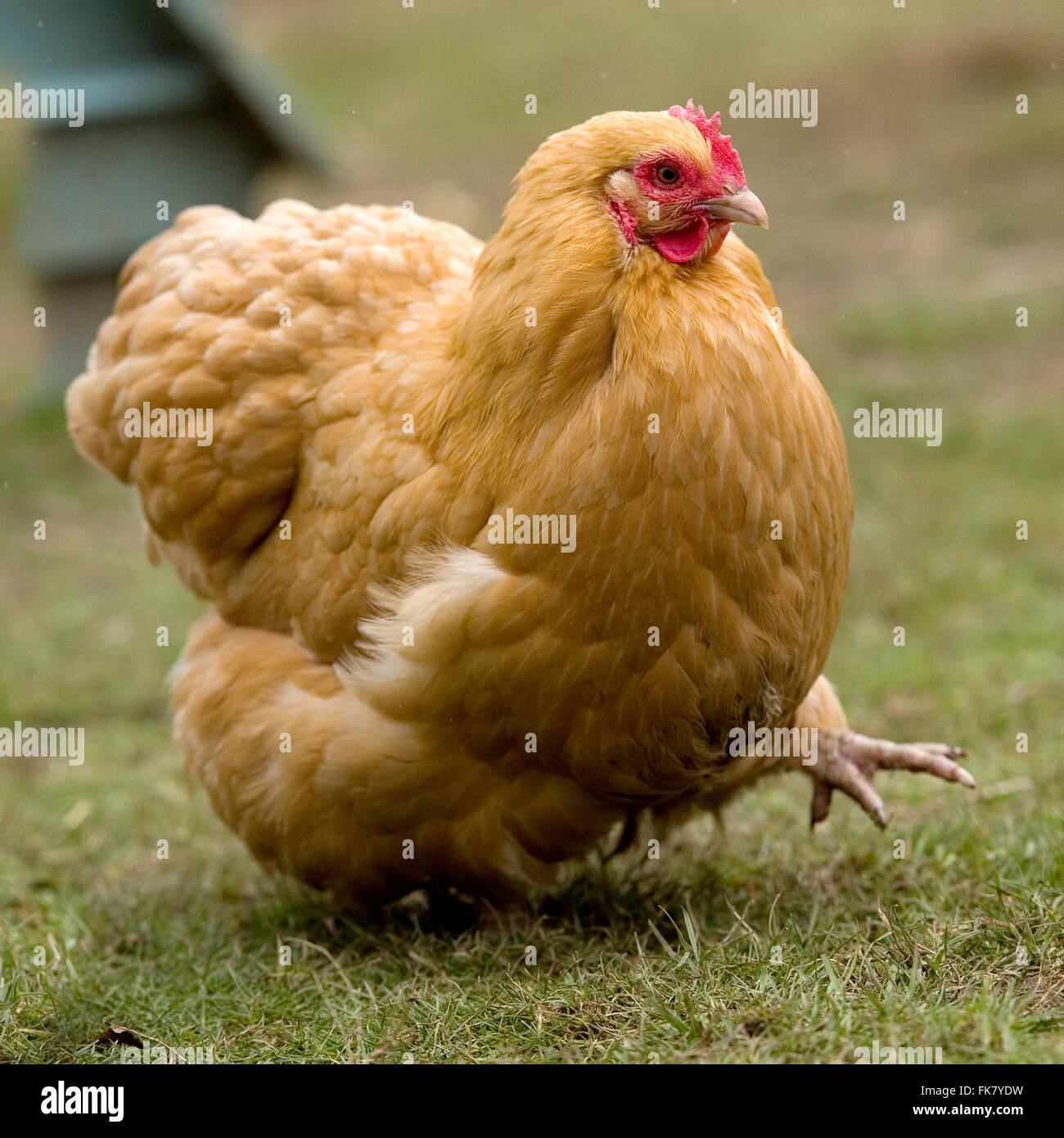 poulet Banque D'Images