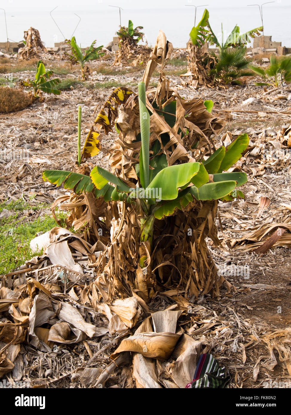 Germination bananiers obstinée à nouveau dans une plantation abandonnée dans Tenerife Espagne Banque D'Images