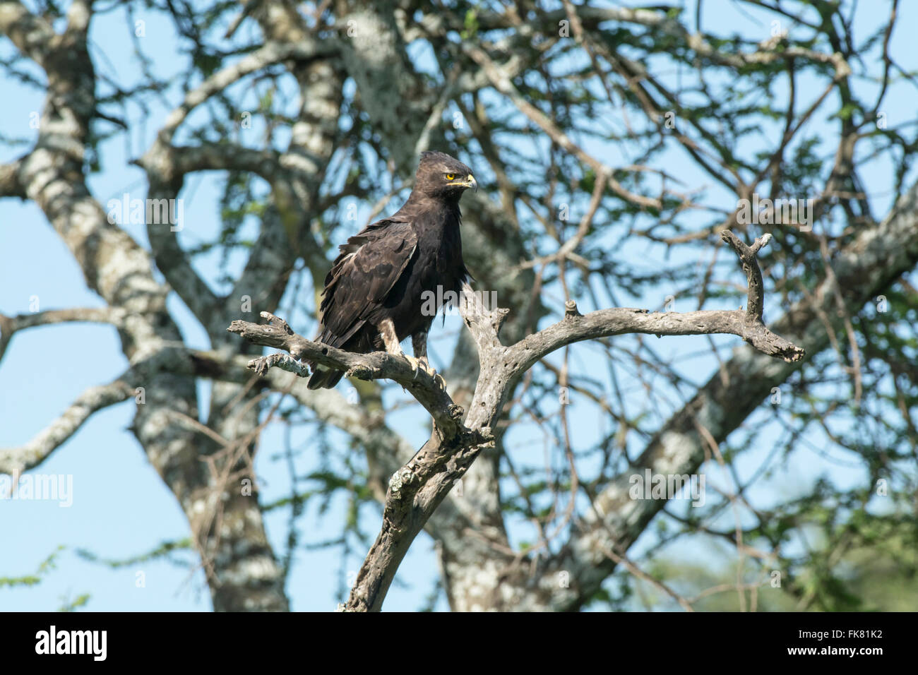 Long-crested eagle (Lophaetus occipital) perché en haut d'un arbre. Banque D'Images
