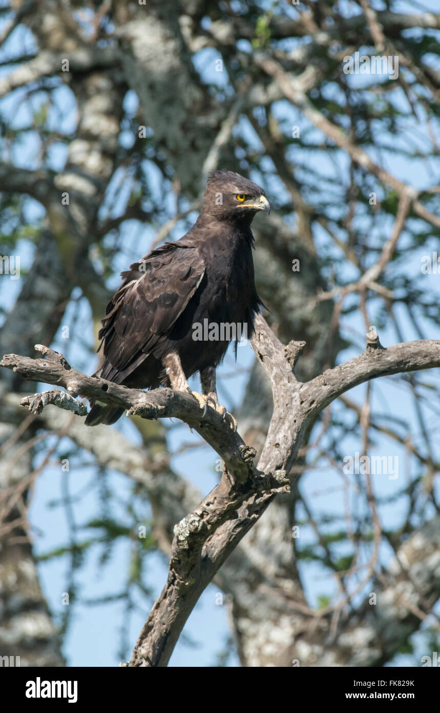 Long-crested eagle (Lophaetus occipital) perché en haut d'un arbre. Banque D'Images