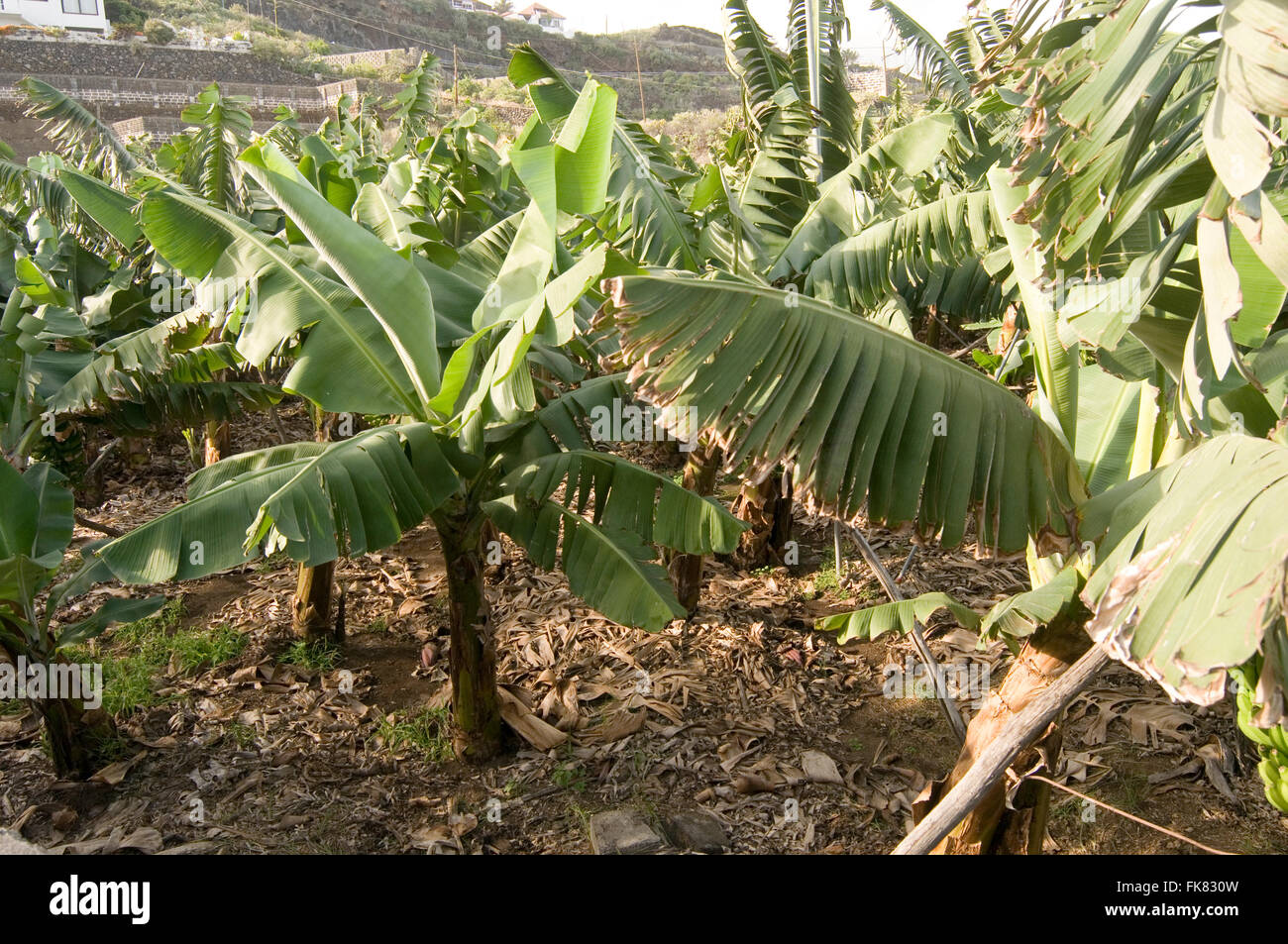 Feuille feuilles de bananier arbre arbres frondes de palmiers palm frond plantes plantations apaisement Banque D'Images
