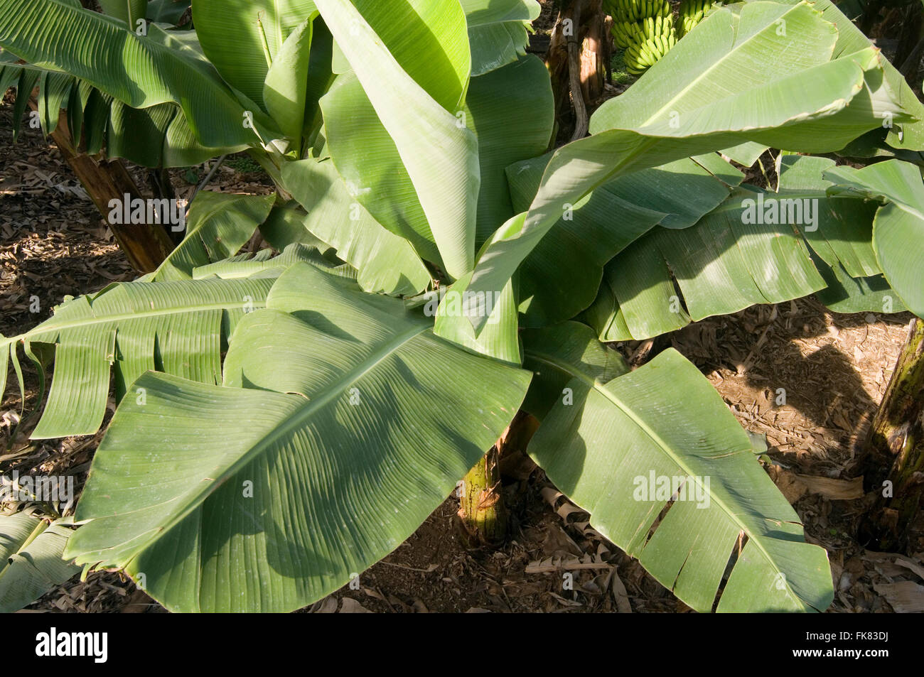 Feuille feuilles de bananier arbre arbres frondes de palmiers palm frond plantes plantations apaisement Banque D'Images