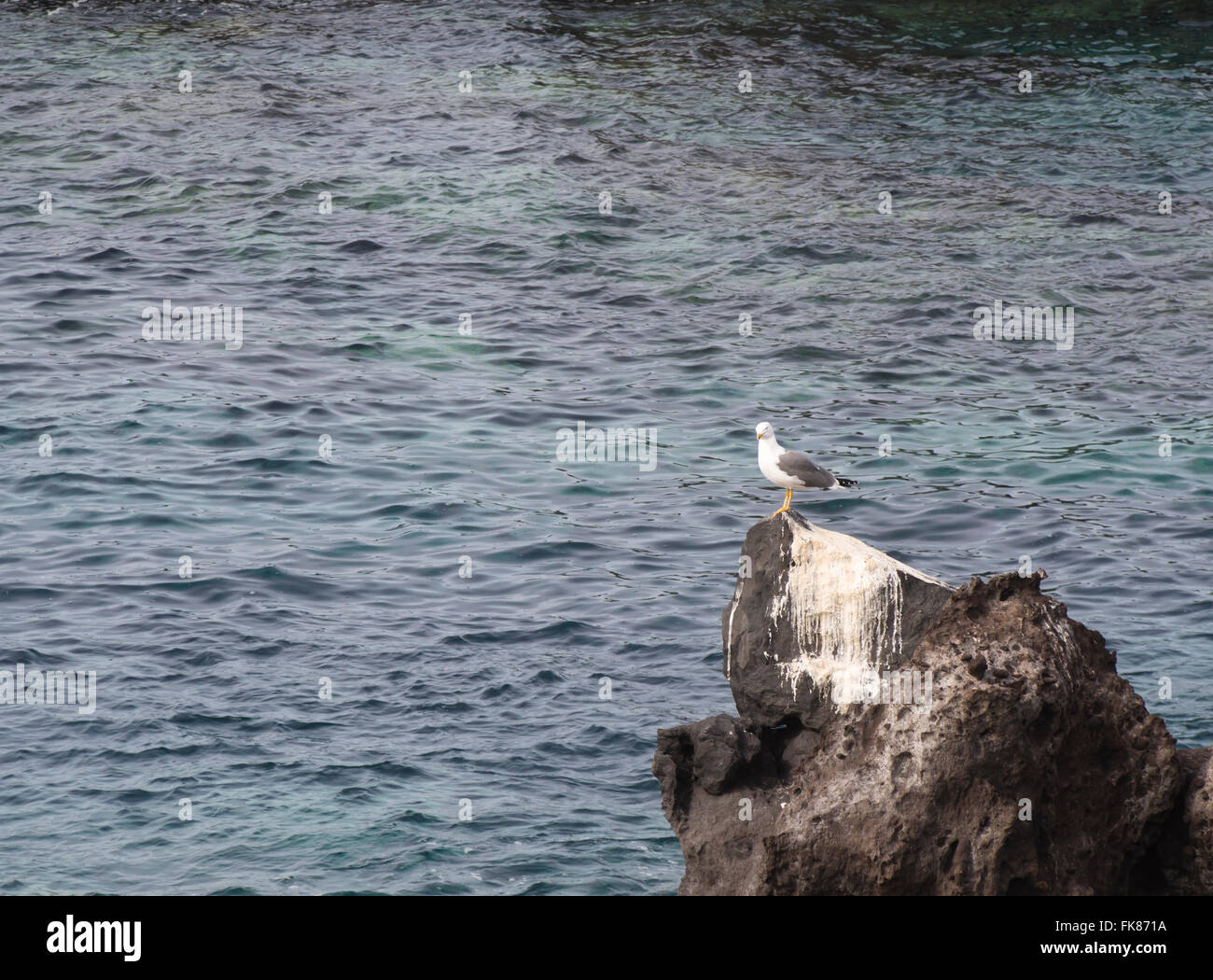 Mouette, goéland, perché sur son rocher de lave noire, guano montrant outre de fréquentes visites, derrière la mer, Tenerife Espagne Banque D'Images