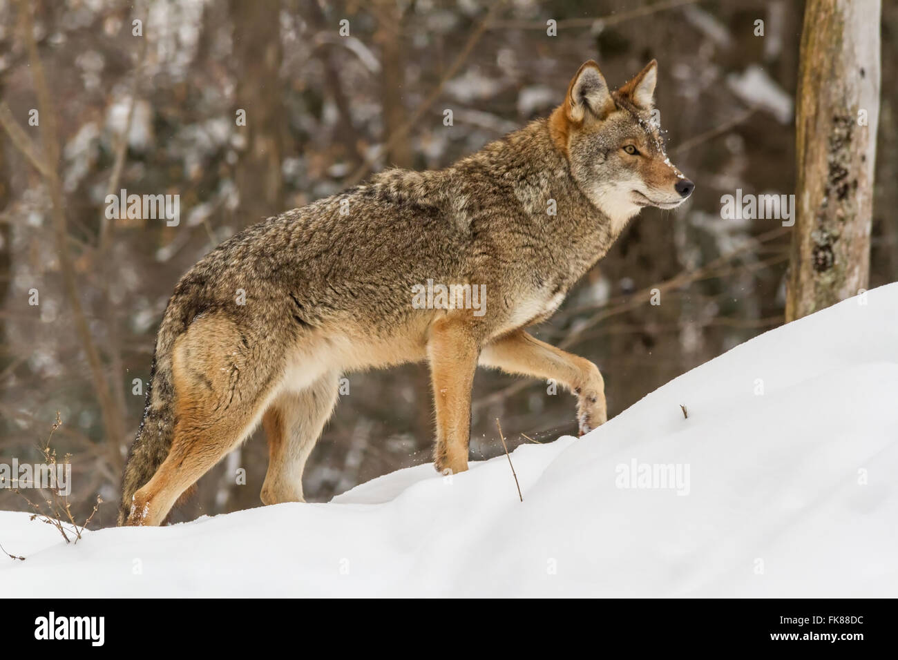 Les Coyotes dans une forêt d'hiver Banque D'Images
