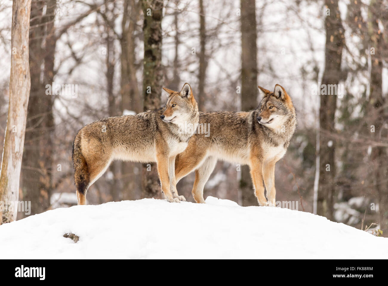 Les Coyotes dans un paramètre d'hiver Banque D'Images