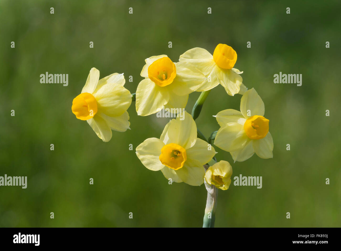 Bouquet fleur narcisse (Narcissus tazetta), Tiempo, Sardaigne, Italie Banque D'Images