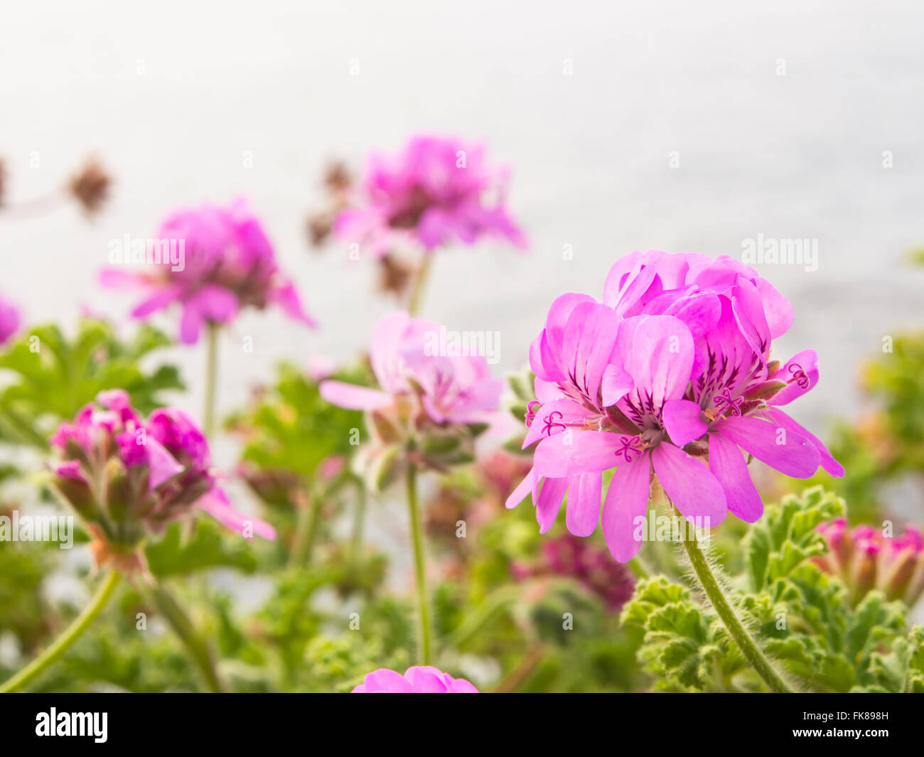 Une bordure de géranium rose simple, océan Atlantique, une promenade côtière à Tenerife Espagne Banque D'Images