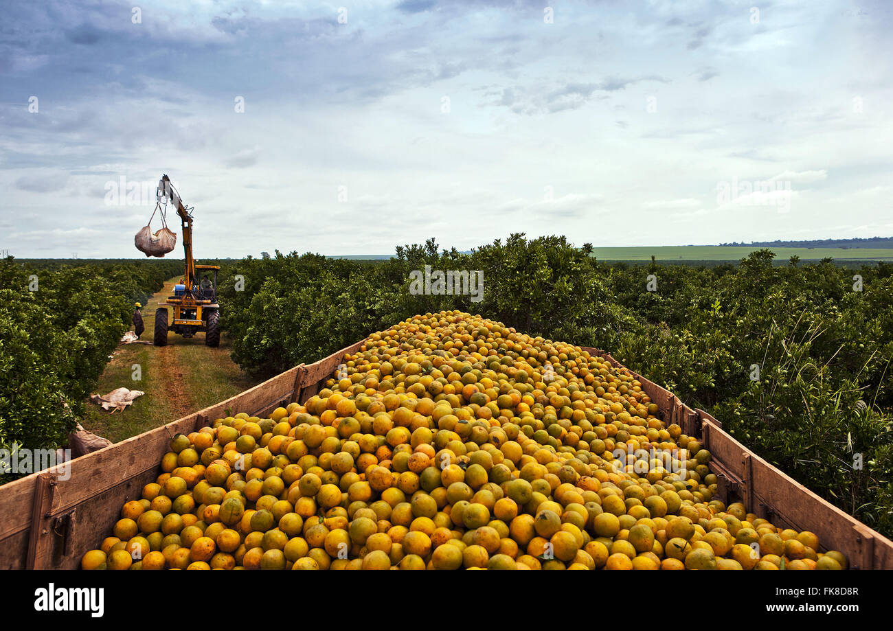 Descarga de laranjas em carroceria de caminhão na zona rural de Matão Banque D'Images