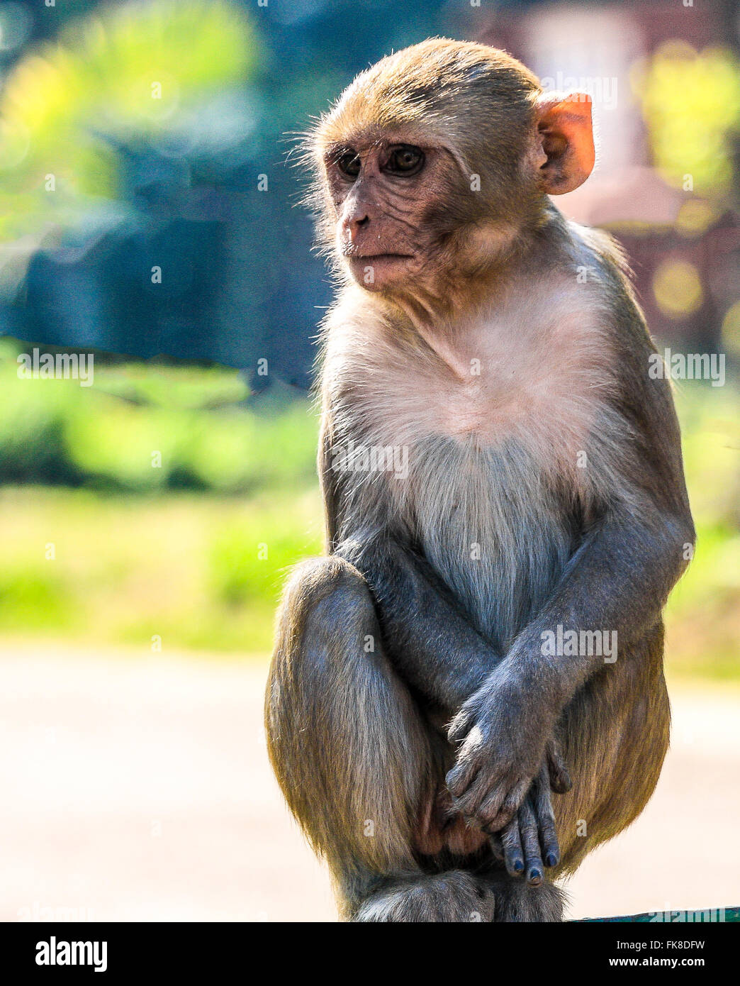 Jeune singe macaque rhésus jouant Banque D'Images