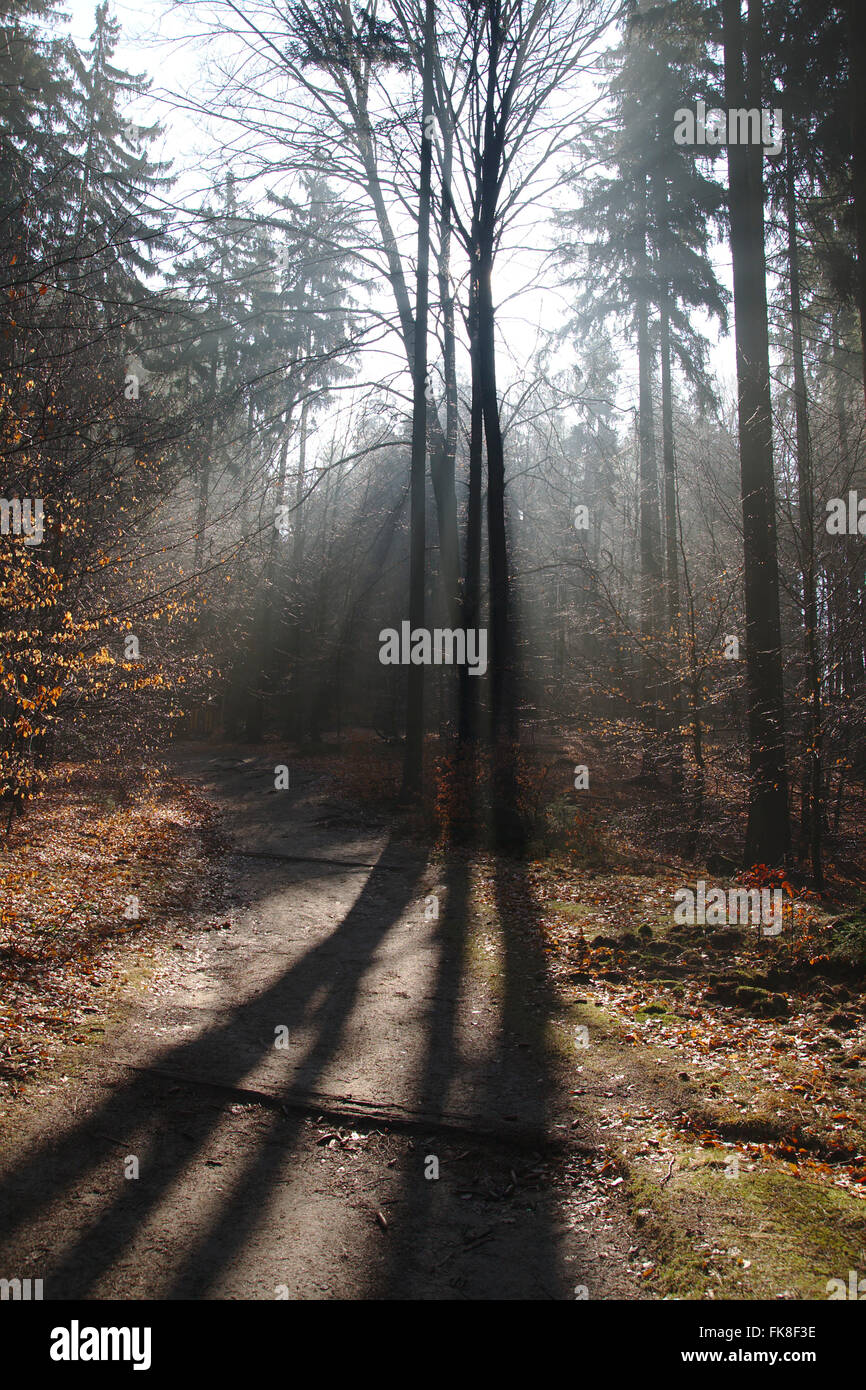 Les faisceaux lumineux, ressort de forêt dans le parc national de la Suisse Saxonne, Saxe, Allemagne Banque D'Images