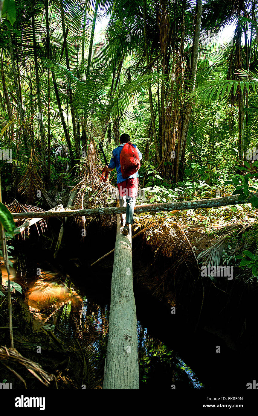 L'acai indigènes recueillis dans la forêt amazonienne Banque D'Images