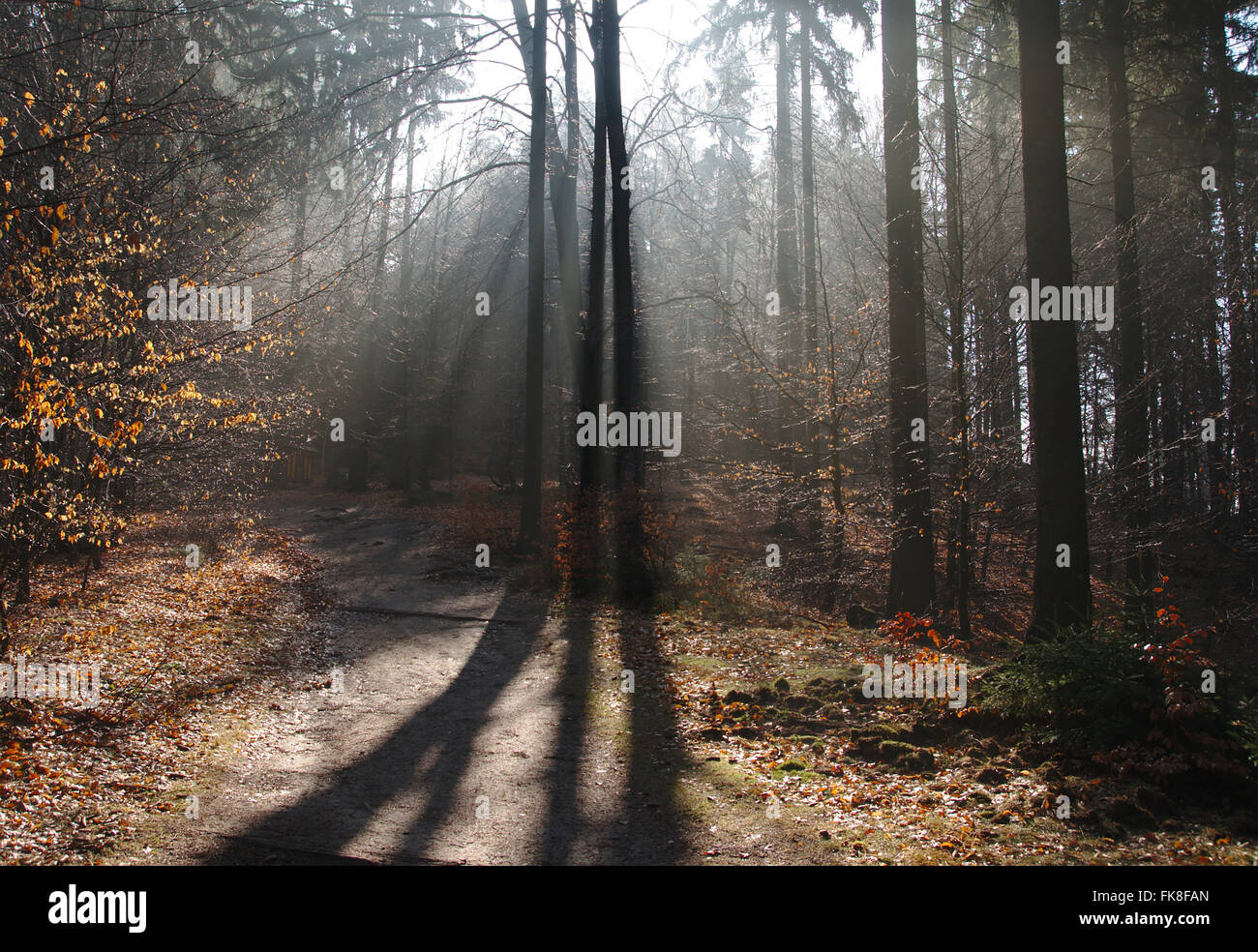 Les faisceaux lumineux, ressort de forêt dans le parc national de la Suisse Saxonne, Saxe, Allemagne Banque D'Images