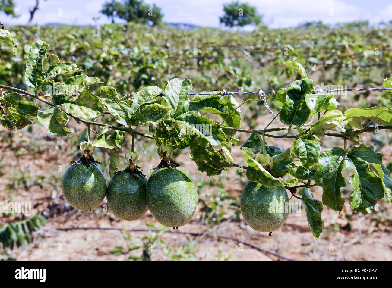 Plantation de fruits de la passion en petite propriété rurale Bar Quilombo Banque D'Images