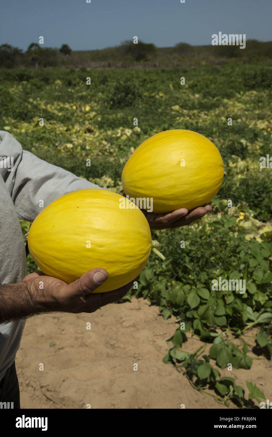 Farmer holding newborn melons récoltés dans la région de Cacimba - plantation Funda Banque D'Images
