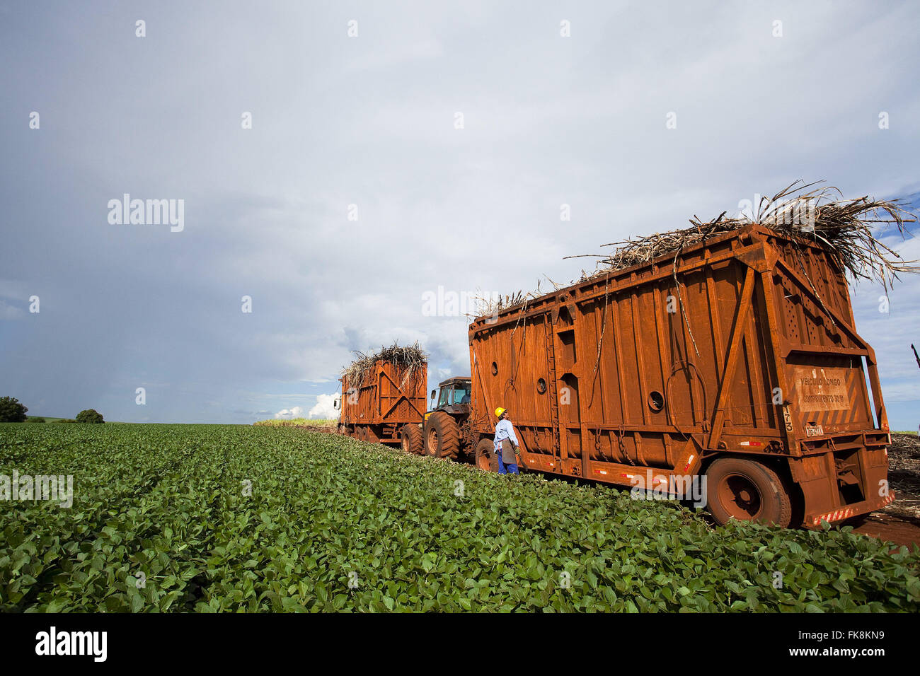 Transport de la canne à sucre après la récolte plantation mécanisée de soja dans les régions rurales à la main Banque D'Images