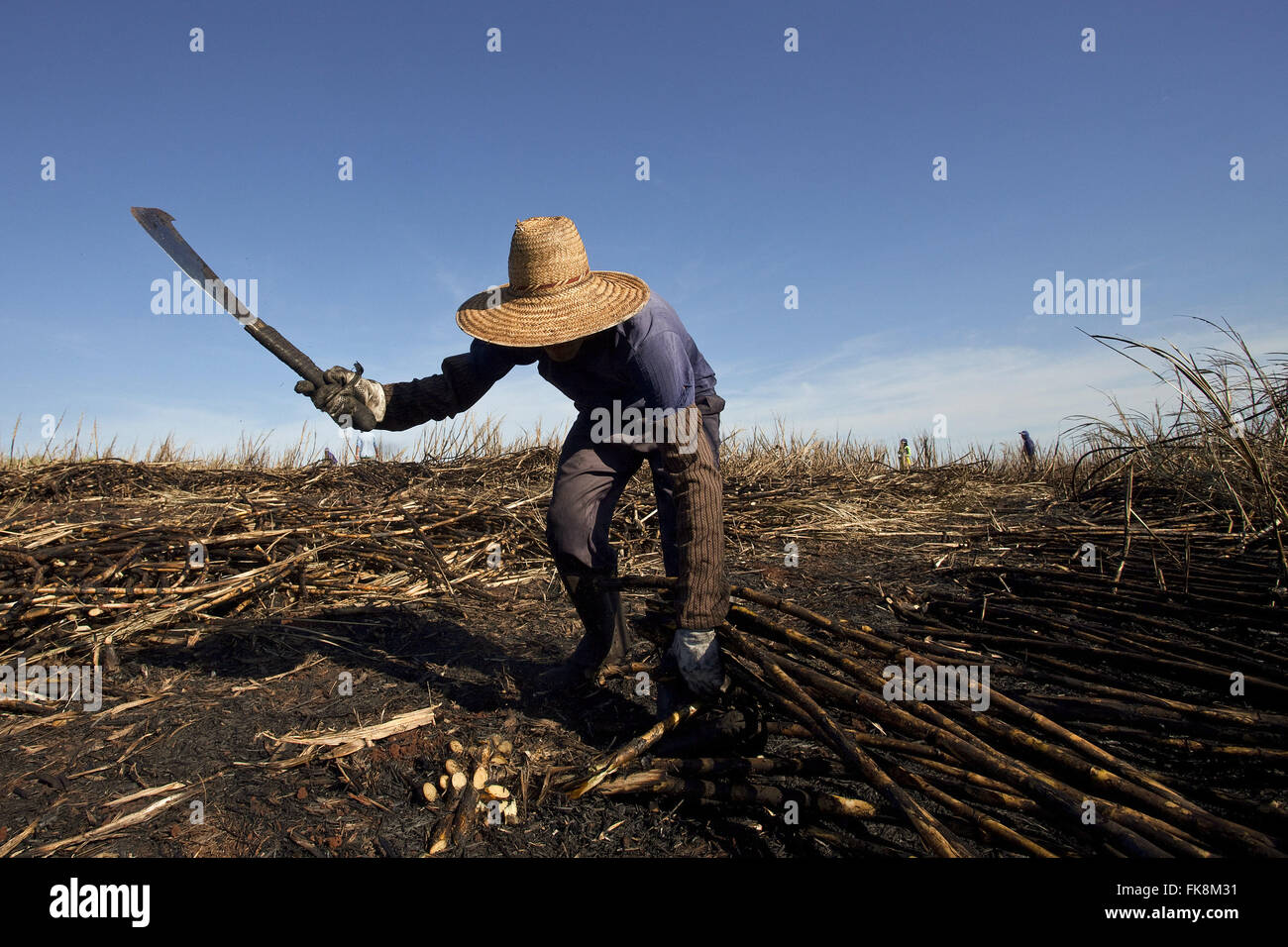 La récolte manuelle de la canne à sucre dans la campagne Banque D'Images
