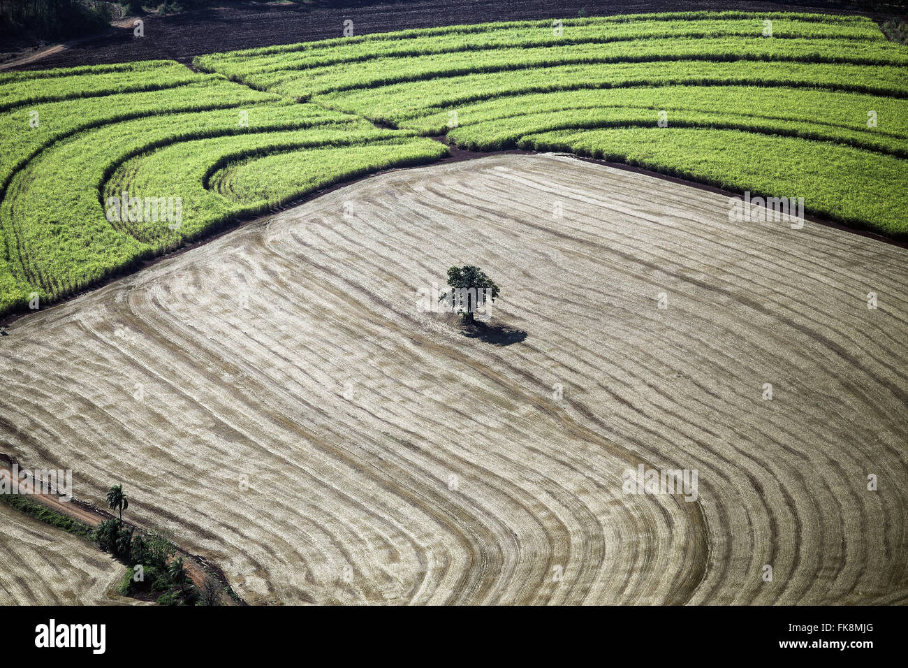Vue aérienne de champs de canne à l'arrière-plan et arbre isolé en culture du blé récolté récemment Banque D'Images