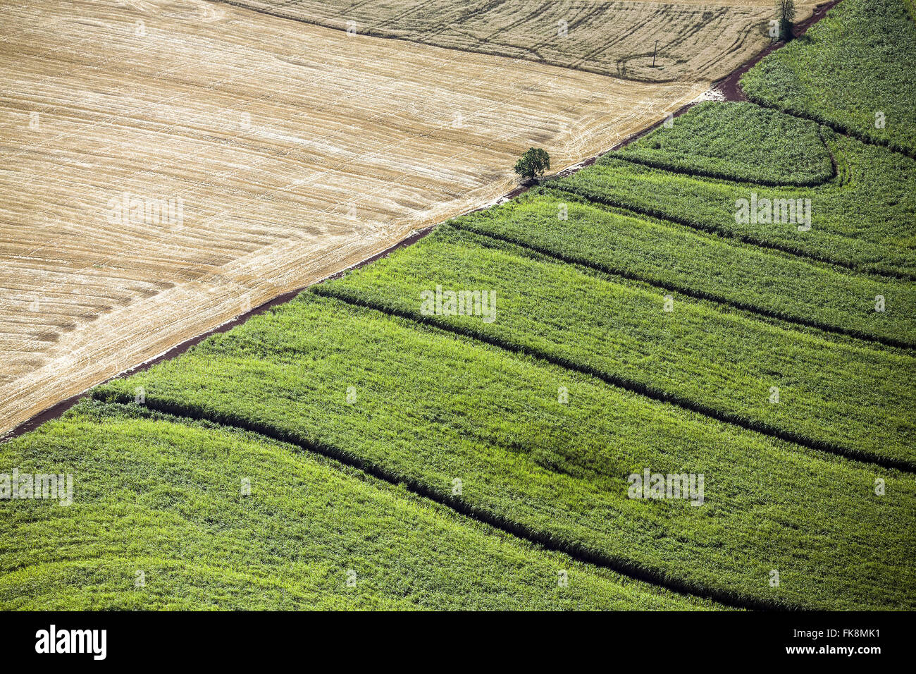 Vue aérienne de la plantation de canne à sucre de la culture fraîchement récolté Banque D'Images