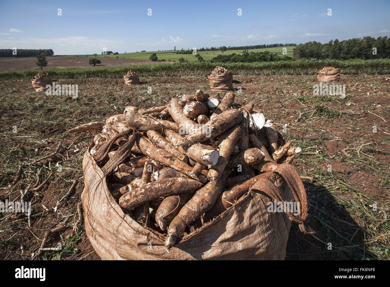 Récolte de manioc pour la production de farine Banque D'Images